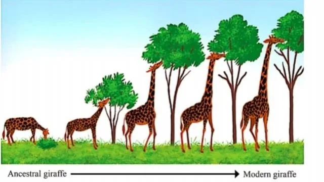 DEVELOPMENT OF LONG NECKED GIRAFFE