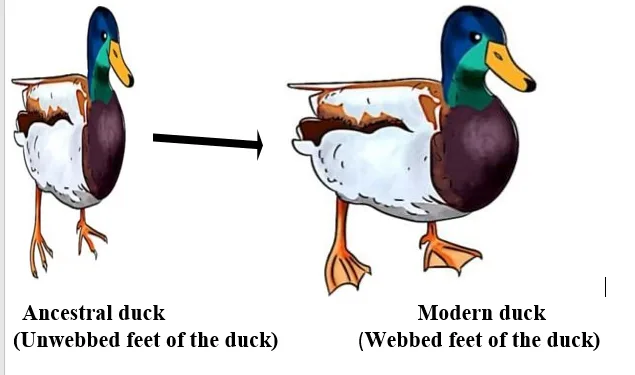 DEVELOPMENTS OF WEBBED FEET ON DUCKS
