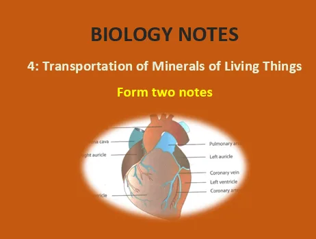 4: Transportation Of Minerals Of Living Things – Biology Notes Form 2